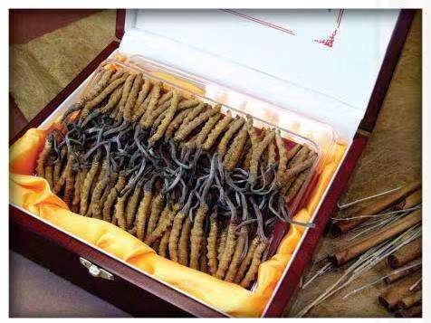 武都冬虫夏草回收